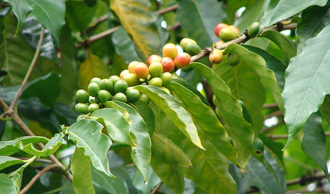 Coffea arabica
