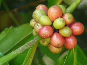 Berries of Coffea canephora (Robusta coffee beans)